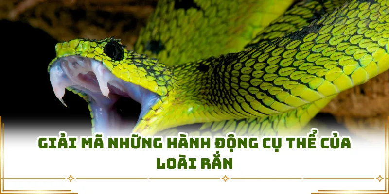 Giải mã những hành động cụ thể của loài rắn
